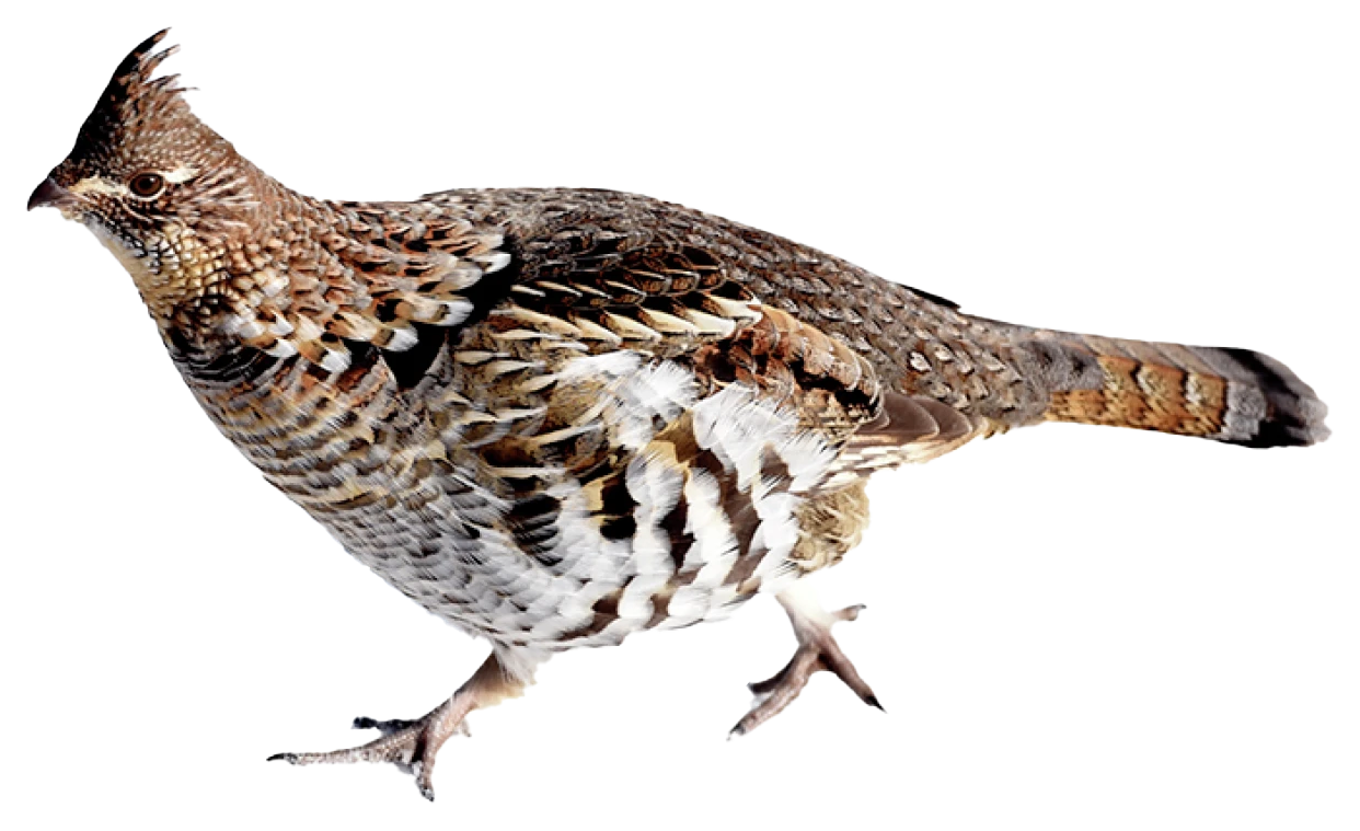 Ruffed Grouse